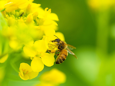 ミツバチの活動期間