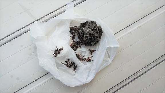 京都府向日市で室外機裏に営巣したアシナガバチの蜂の巣駆除