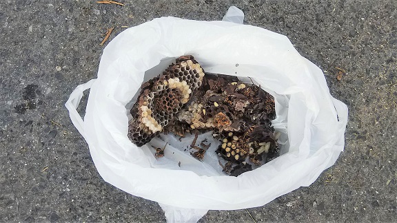 滋賀県栗東市で厩舎のパイプ柵の中に営巣したキイロスズメバチの蜂の巣駆除