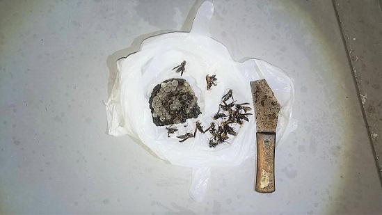 京都府長岡京市でアパートのベランダに営巣したアシナガバチの蜂の巣駆除