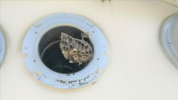 京都府八幡市で通気ダクト内に営巣したアシナガバチの蜂の巣駆除