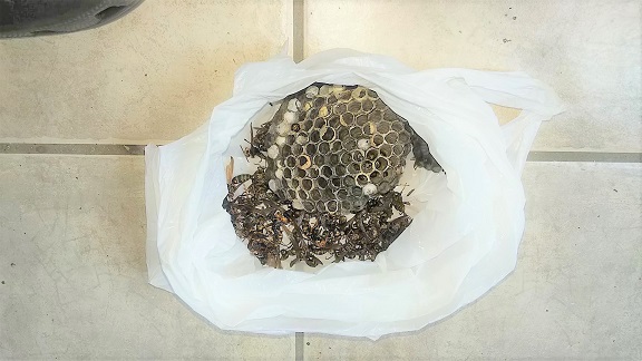 滋賀県長浜市でベランダ軒下に営巣したアシナガバチの蜂の巣駆除