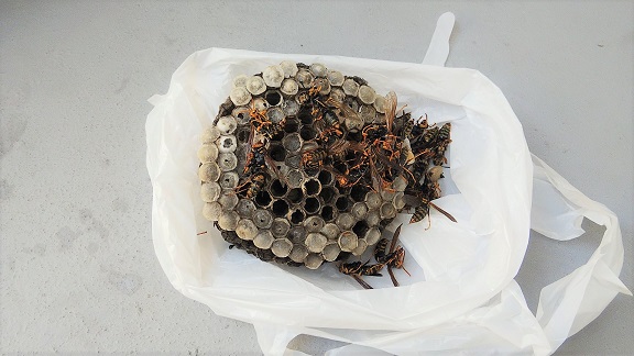 京都府向日市でベランダサッシ下に営巣したアシナガバチの蜂の巣駆除