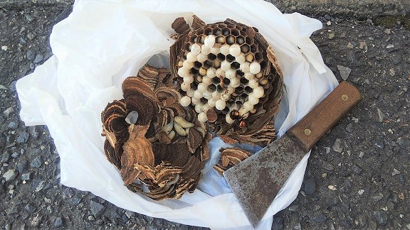 滋賀県大津市で庭木に営巣したコガタスズメバチの蜂の巣駆除