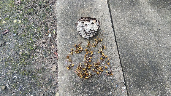 大阪府高槻市で1階軒下に営巣したアシナガバチの蜂の巣駆除