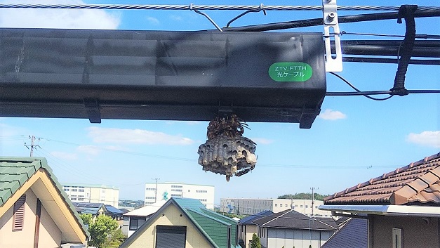 三重県亀山市で電線ZTVボックス下に営巣したアシナガバチの蜂の巣駆除
