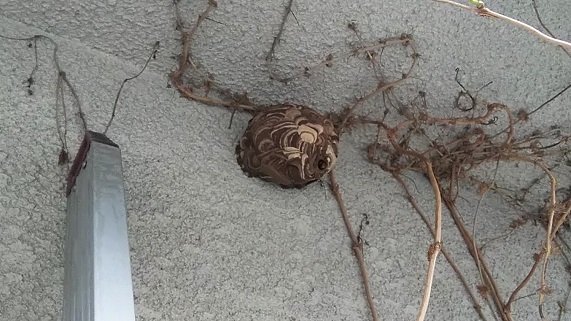 滋賀県大津市で診療所の２階屋根軒下に営巣したコガタスズメバチの蜂の巣駆除