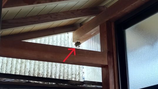滋賀県甲賀市信楽町で1階軒下と庭木に営巣したアシナガバチの蜂の巣駆除