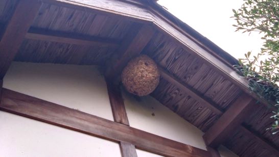 滋賀県甲賀市信楽町でゴルフ場コース脇茶店の軒下に営巣したキイロスズメバチの蜂の巣駆除