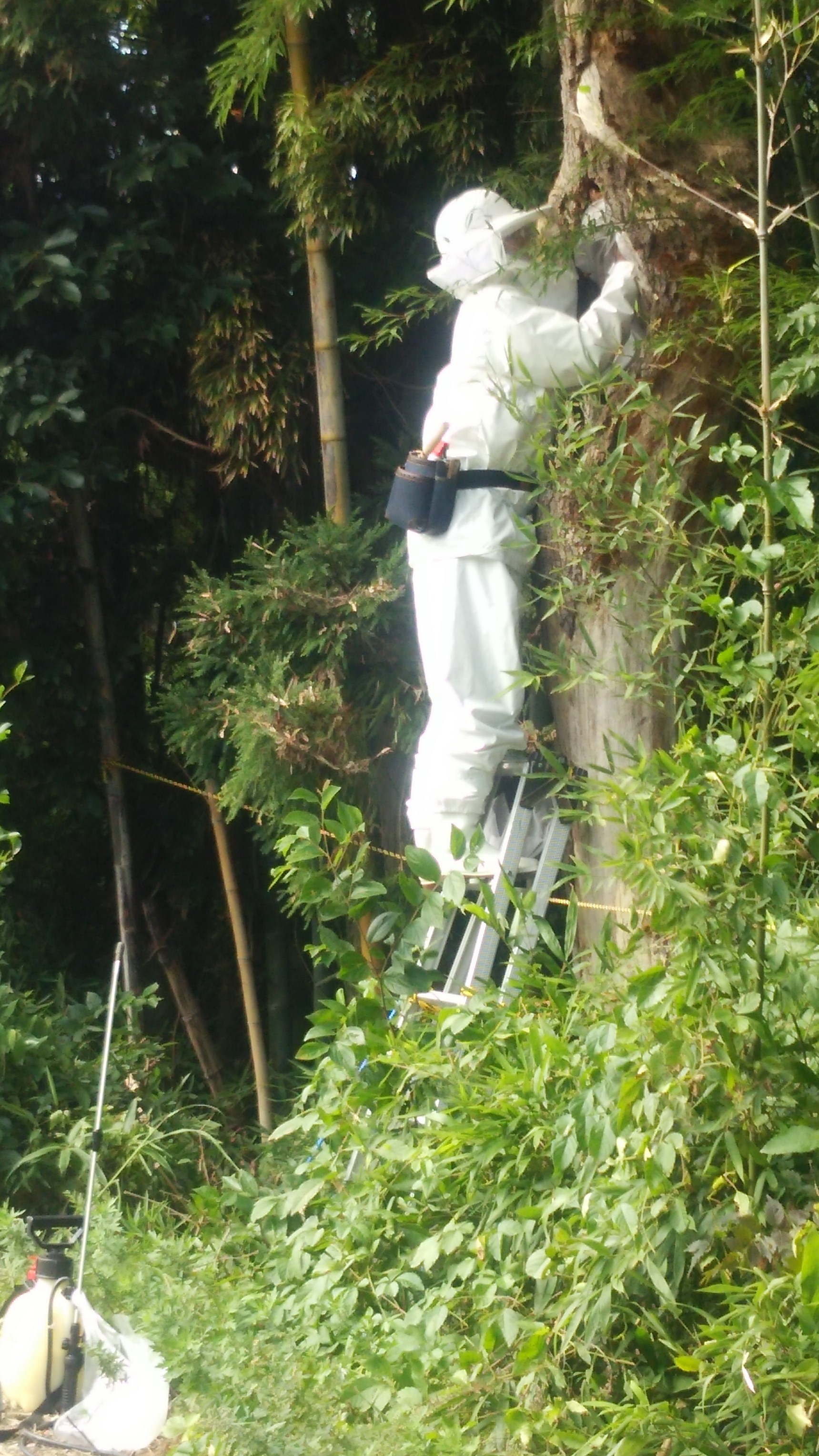 三重県津市で農道脇の木に営巣したキイロスズメバチの蜂の巣駆除