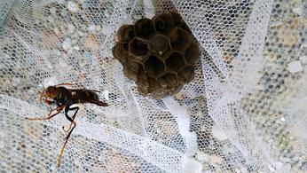 京都府京都市西京区で換気扇のフード内に営巣したコガタスズメバチの蜂の巣駆除
