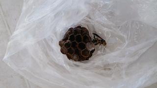 京都府向日市で二階ベランダの雨戸裏に営巣したアシナガバチの蜂の巣駆除