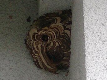 大阪府枚方市で外壁に営巣したコガタスズメバチの蜂の巣駆除