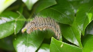 蜂　ハチ　蜂の巣　駆除　滋賀　京都　大阪　三重　福井