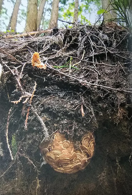 ヘボ　クロスズメバチの巣