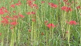 ヒガンバナ（彼岸花）・マンジュシャゲ（曼珠沙華）・リコリスのハチ危険度蜂の巣駆除専門業者調べ