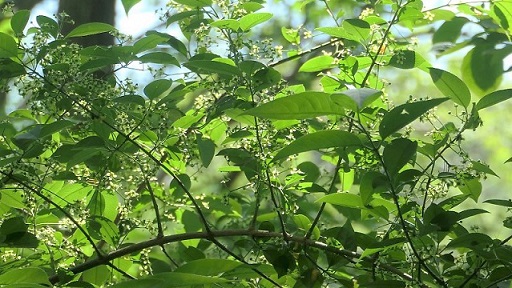 マユミ（真弓）のハチ危険度蜂の巣駆除専門業者調べ