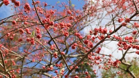 マユミ（真弓）のハチ危険度蜂の巣駆除専門業者調べ