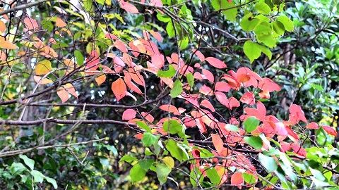 ナツハゼ（夏櫨）のハチ危険度蜂の巣駆除専門業者調べ