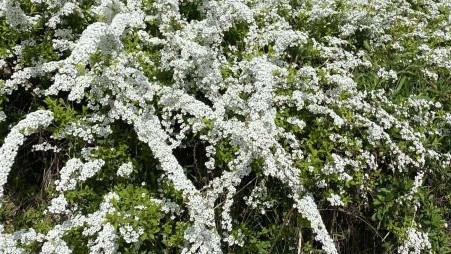 ユキヤナギのハチ危険度蜂の巣駆除専門業者調べ