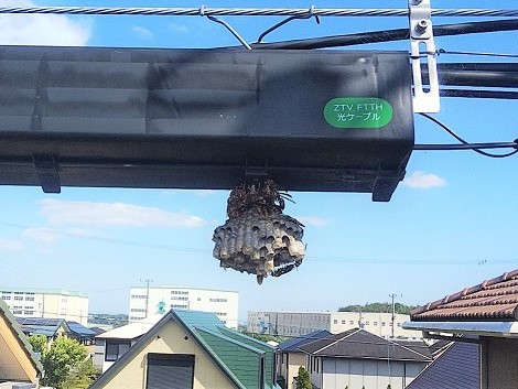 a③光ケーブルBOX三重県 亀山市アシナガバチ駆除滋賀県京都府