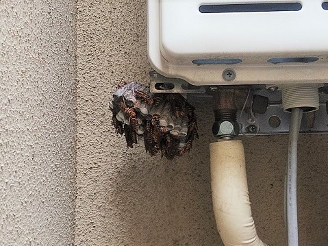 a⑥屋外給湯器の下アシナガバチ駆除滋賀県京都府