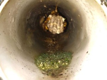 a⑮擁壁水抜き穴アシナガバチ駆除滋賀県京都府