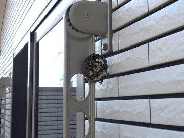 a⑯ベランダ物干し金物アシナガバチ駆除滋賀県京都府