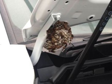 a⑰自動車ボンネット内アシナガバチ駆除滋賀県京都府