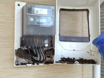 a⑲電気メーターBOX内アシナガバチ駆除滋賀県京都府