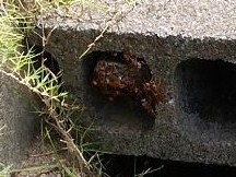 ⑯コンクリートブロック内アシナガバチ駆除滋賀県京都府