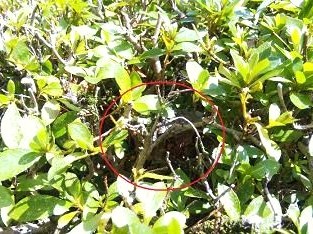 ㉓植込み内部アシナガバチ駆除滋賀県京都府