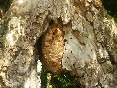 ⑤木キイロスズメバチ駆除滋賀県