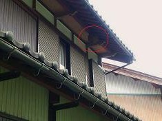 ⑫2F軒下キイロスズメバチ駆除滋賀県