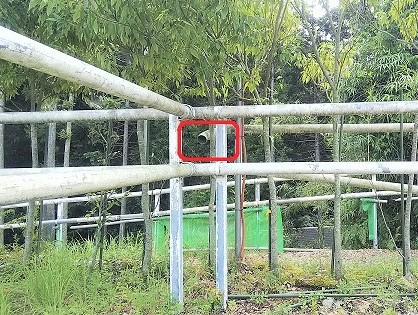 ㊵パイプ柵の中キイロスズメバチ駆除滋賀県