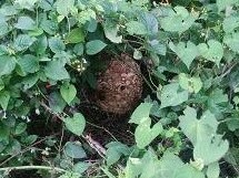 ④木コガタスズメバチ駆除滋賀県京都府