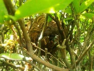 ⑨木コガタスズメバチ駆除滋賀県京都府