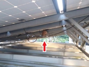 ㉛カーポート上太陽光パネルコガタスズメバチ駆除滋賀県京都府
