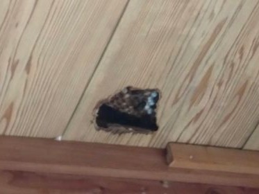 ㉓２階屋根裏モンスズメバチ駆除滋賀県京都府