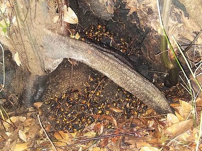 ⑪木の洞オオスズメバチ駆除滋賀県彦根市