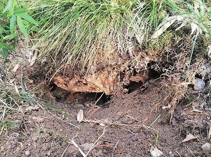 ⑫地中オオスズメバチ駆除滋賀県京都府