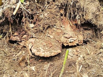 ⑭地中オオスズメバチ駆除滋賀県京都府