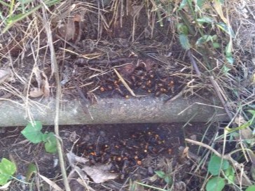 ⑲河川護岸の階段オオスズメバチ駆除滋賀県京都府