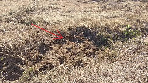 三重県伊賀市で地中に営巣したオオスズメバチの蜂の巣駆除