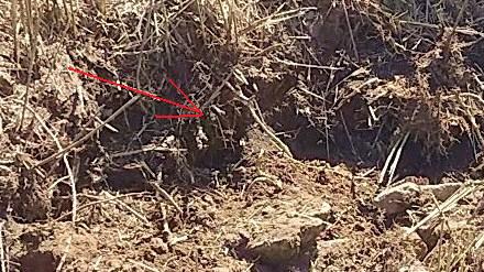 三重県伊賀市で地中に営巣したオオスズメバチの蜂の巣駆除