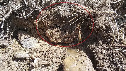 三重県伊賀市で地中に営巣したオオスズメバチの蜂の巣駆除