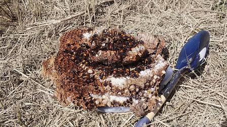 三重県伊賀市で地中に営巣したオオスズメバチの蜂の巣駆除