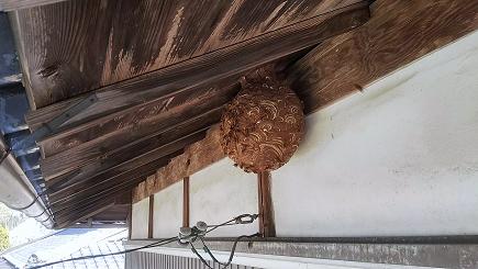 滋賀県甲賀市信楽町で2階軒下に営巣したキイロスズメバチの蜂の巣駆除
