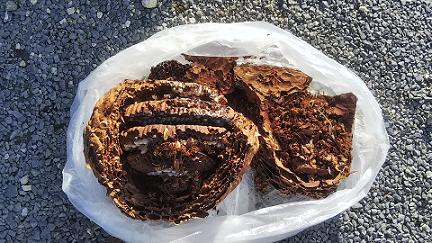 滋賀県甲賀市信楽町で2階軒下に営巣したキイロスズメバチの蜂の巣駆除