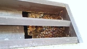 滋賀県大津市で１階の屋根裏に営巣したモンスズメバチの蜂の巣駆除